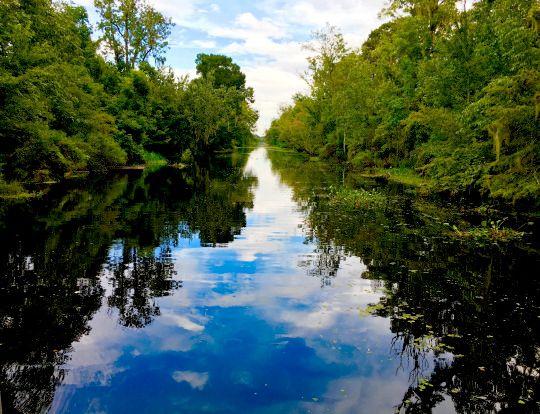 A view of bayou Manchac from a boat