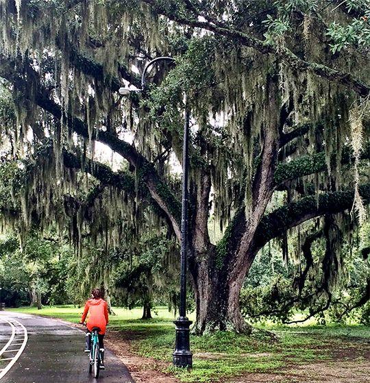 A cyclist rides past a large, moss-covered oak in Audubon Park