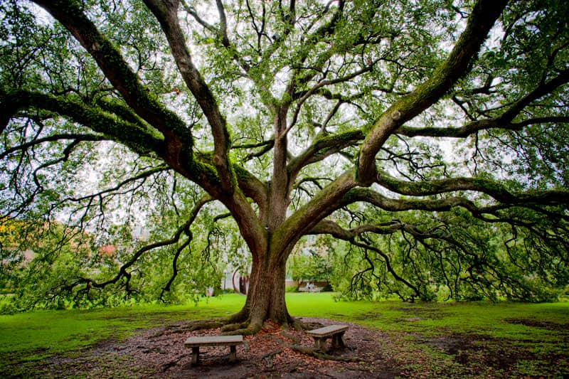 Dramatic wide angle image of a Live Oak on the campus grounds