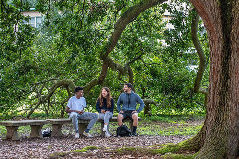 Three students sit on a bench under a sprawling oak tree