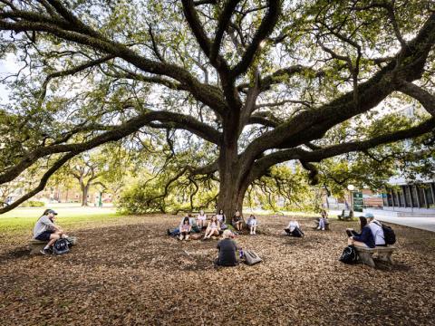 Class held outdoors under oak tree
