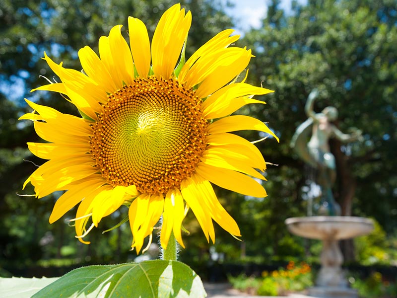 A blooming sunflower in Audubon Park.
