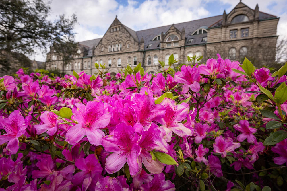 Gibson Hall in the background of blooming azaleas