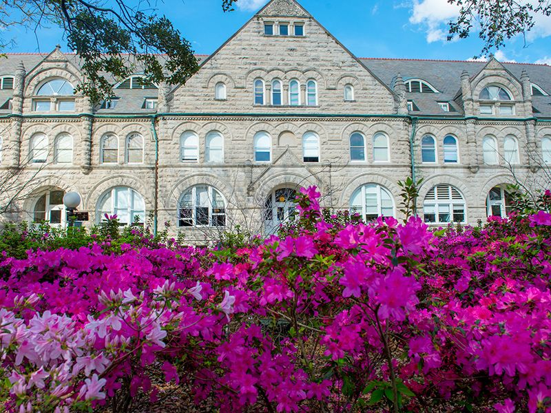 Azaleas bloom in front of Gibson Hall