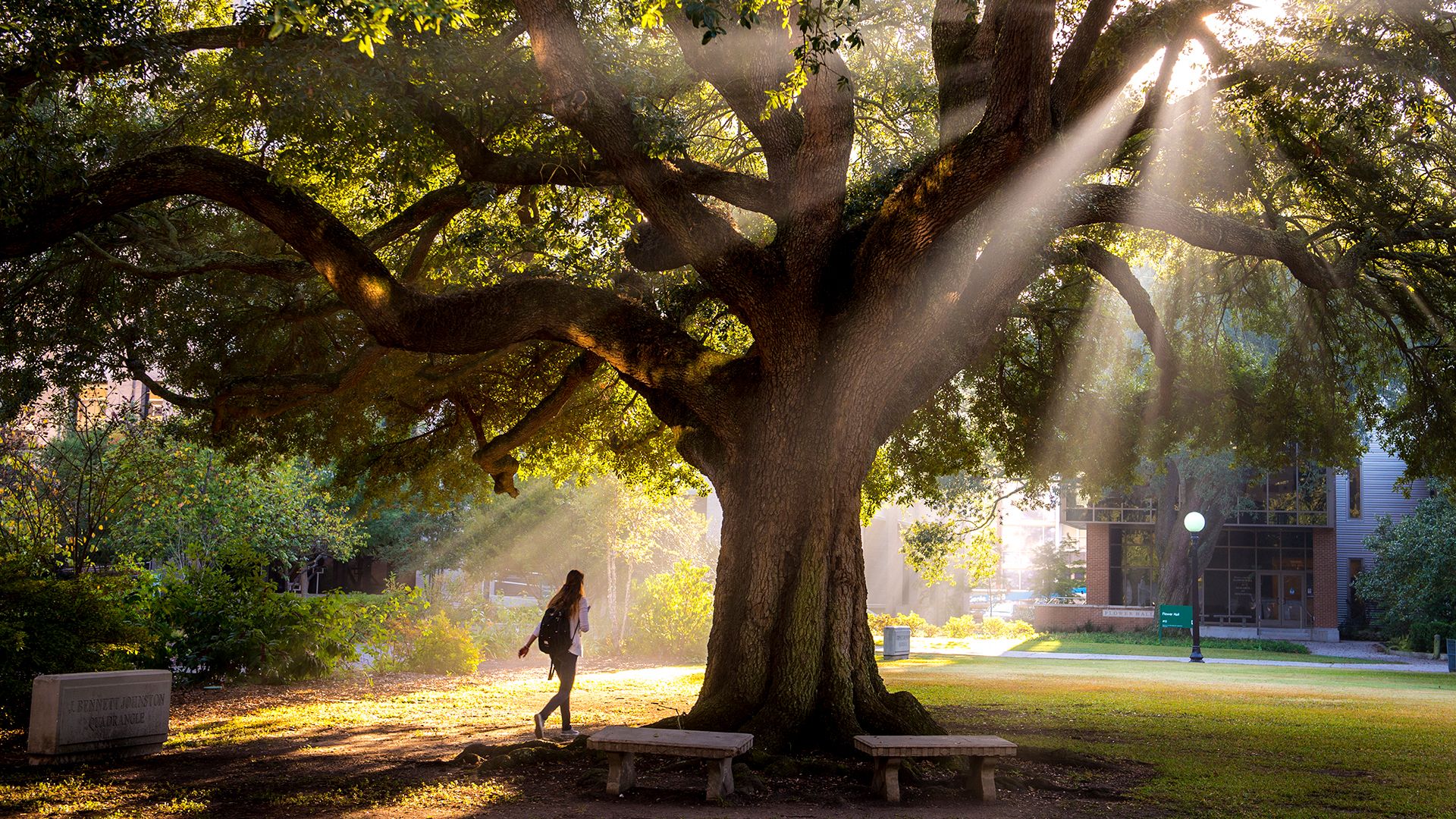 Light streams through a large live oak tree on the Tulane campus