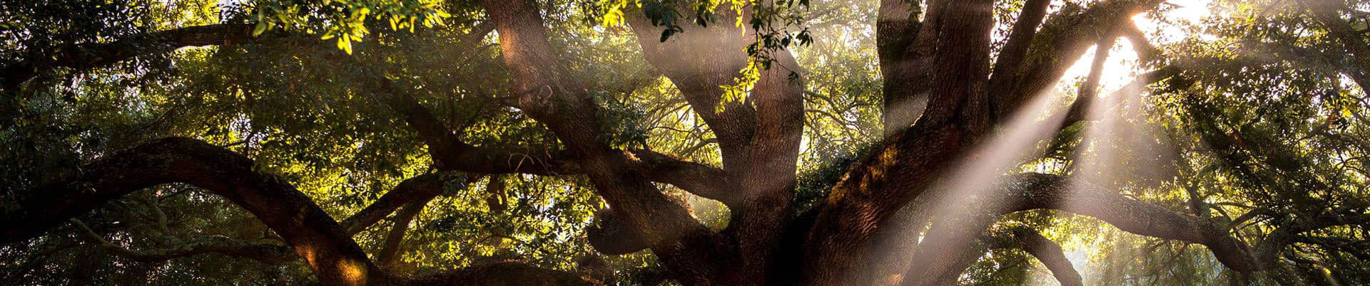 Sunlight streams through oak tree branches