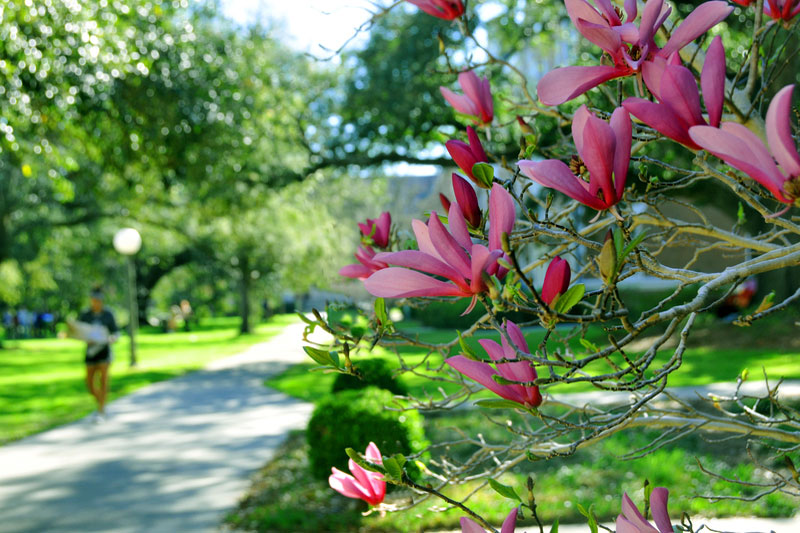 Pink blooms on the uptown campus