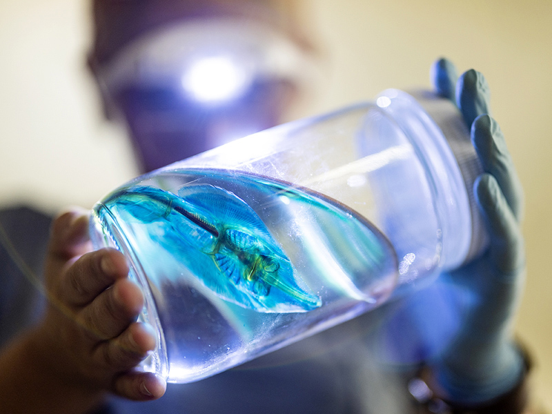 Researcher studies fish specimen in jar