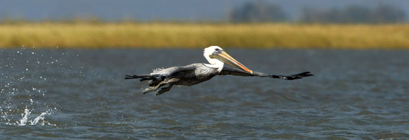 Pelican flying over body of water