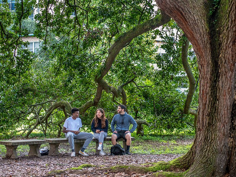 Students chat under oak trees 