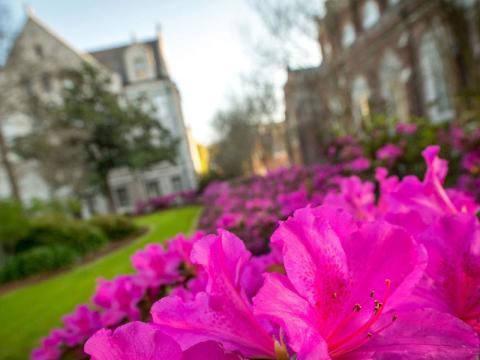 Azaleas in bloom on campus