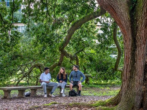 Students chat on bench under oak tree